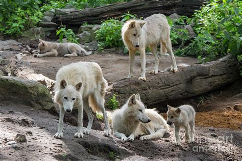 White Wolf Pack at Den Photograph by Arterra Picture Library - Fine Art America