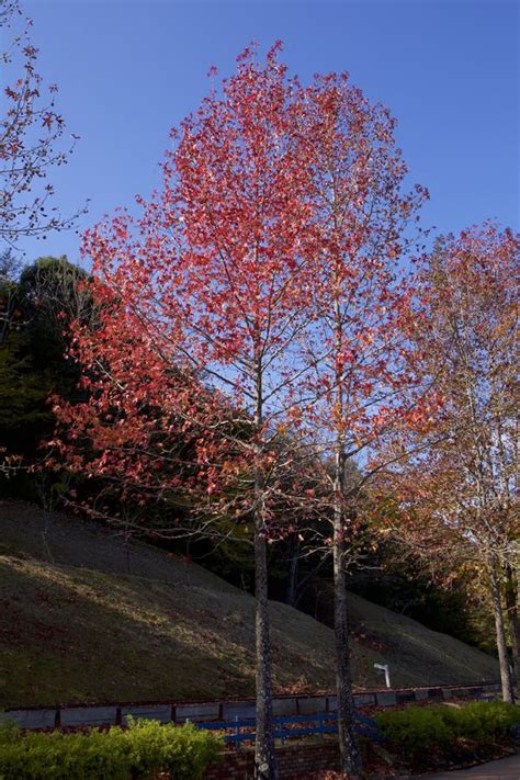 Beautiful Autumn Sugar Maple Tree Leaves. Stock Photo - Image of ...