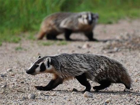 About American Badger - Behavior, Diet, Characteristics, & Facts