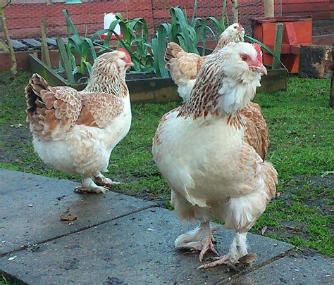 Faverolles chicken - Alchetron, The Free Social Encyclopedia