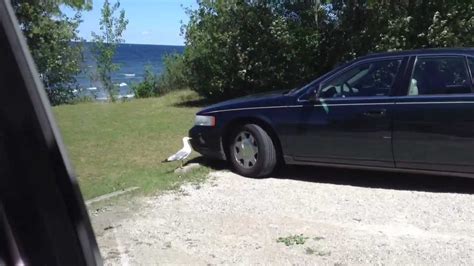 Funny seagull pecking a car - YouTube