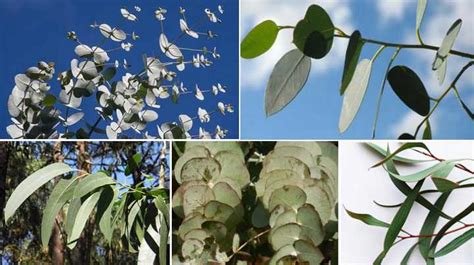 Types of Eucalyptus Trees: Leaves, Flowers, Bark (Pictures)