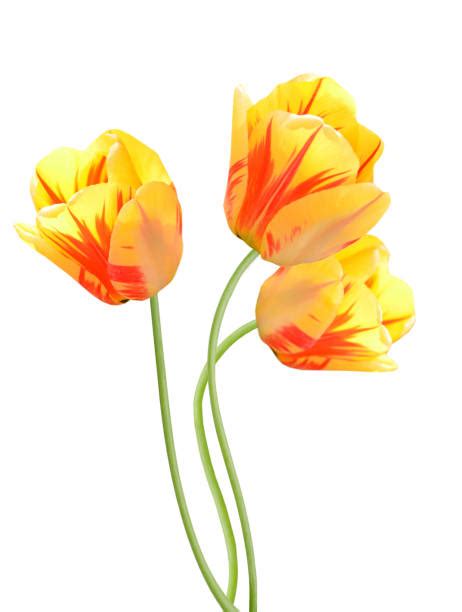 180+ Long Stem Tulips Stock Photos, Pictures & Royalty-Free Images - iStock