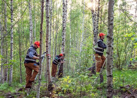 Sustainability and KÄÄPÄ Forest chaga cultivation network | Kääpä Biotech