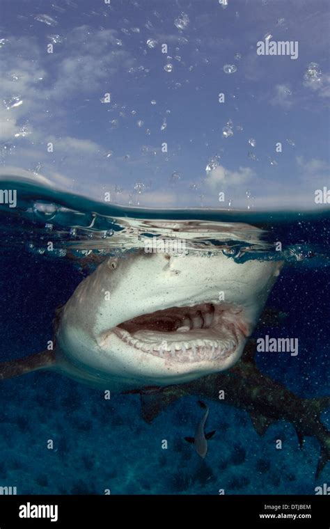 Lemon shark teeth hi-res stock photography and images - Alamy