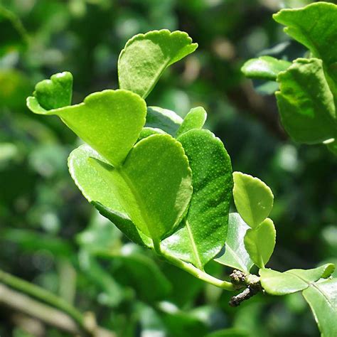 Kaffir Lime Leaves CHEFIN Australia