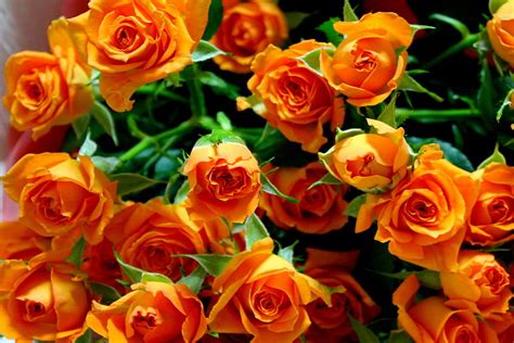 ROSES, nature, flowers, orange HD wallpaper | Pxfuel