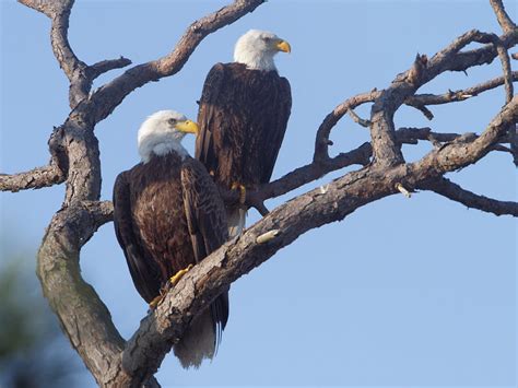 Bald Eagles, Male and Female | BirdForum