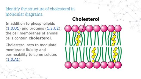 IB DP Biology Topic 1: Cell biology 1.3 Membrane structure : Cholesterol - YouTube