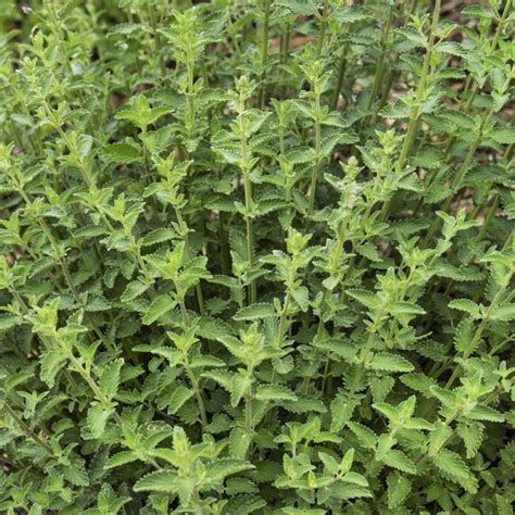 Catnip Seeds - Catmint Herb Seed