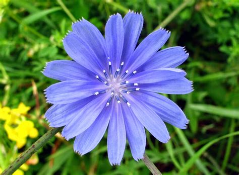 The Joyce Road Neighborhood: Wildflower - Chicory