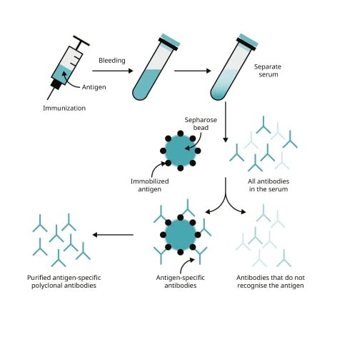 Antibody production | Abcam