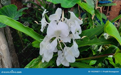 A White Roadside Flower that Looks Like a Galangal Plant with Green Leaves. Stock Image - Image ...