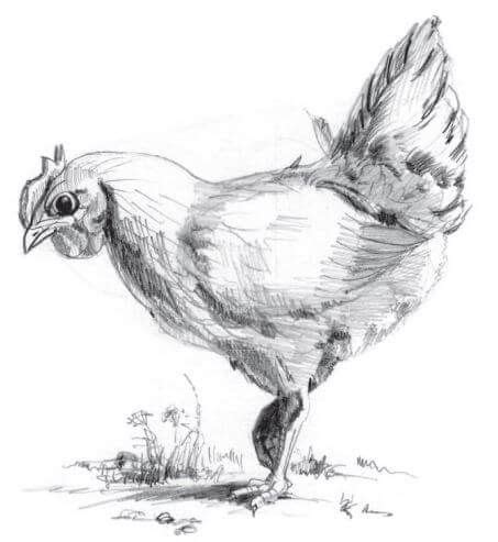 How to draw a chicken with a pencil step-by-step drawing tutorial.