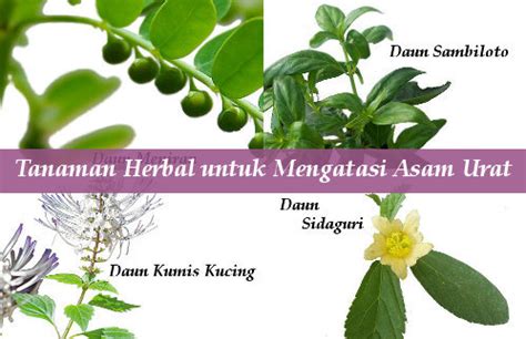 Tanaman Obat Asam Urat – newstempo