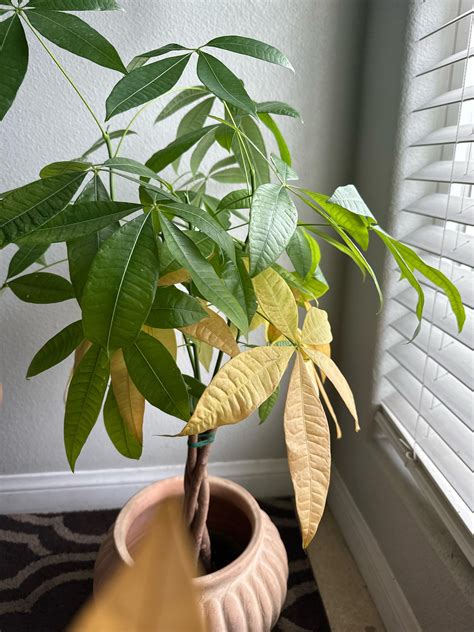 Money tree help : r/houseplants