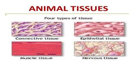 Animal Tissue - QS Study