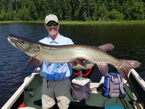 Huge Muskie Teeth