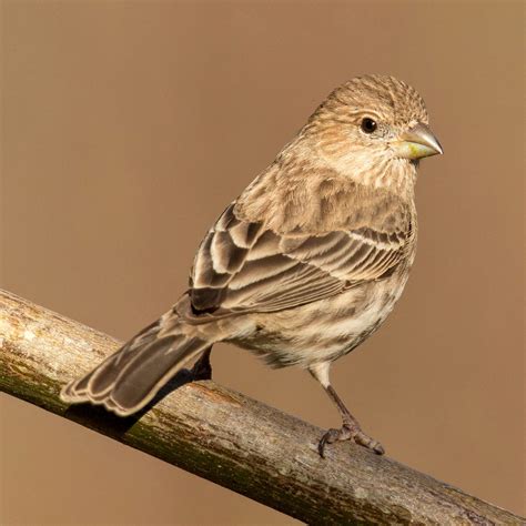 Backyard Birds I: Finches and Sparrows – Nature in Novato