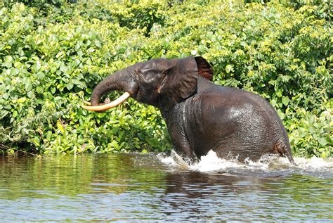 Several forest elephant populations close to collapse in Central Africa