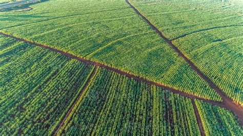 Sugarcane field at sunrise. Aerial view or top view of Sugarcane or ...