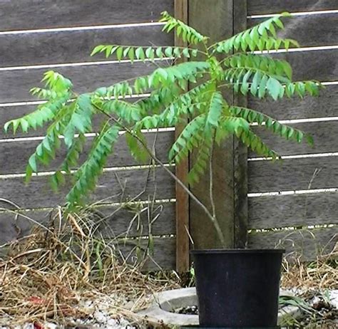 Vegetable Garden for the World: curry leaf tree