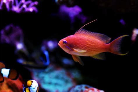 Lyretail Anthias: Essential Care Guide for Reef Tank Fa