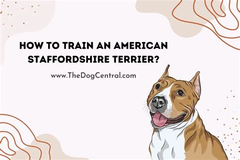 How to Train an American Staffordshire Terrier? | The Dog Central