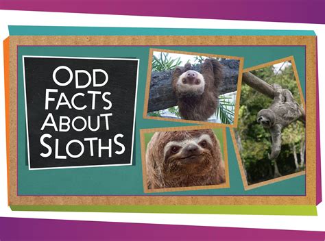 Rainforest Animals Sloth Adaptations | RAINFOREST ANIMAL