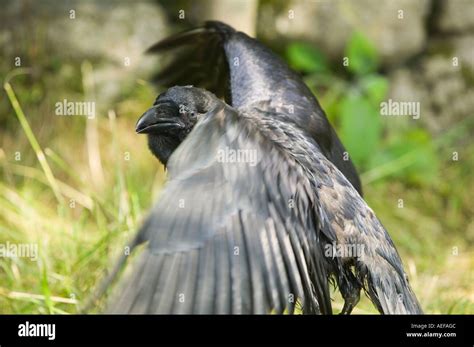 Raven wingspan hi-res stock photography and images - Alamy