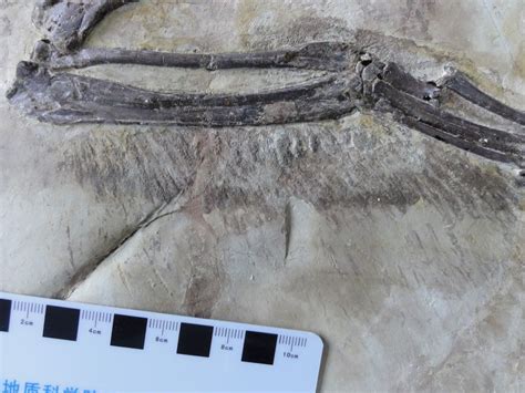 Photos: Velociraptor Cousin Had Short Arms and Feathery Plumage | Live Science