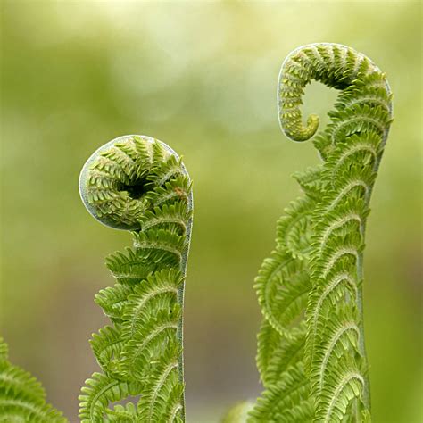 Edit free photo of Fern,polypodium,plant,green,free pictures - needpix.com