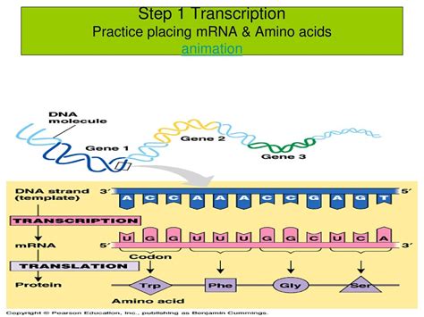 Reminder! The flow of genetic material - ppt download