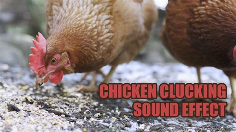 Chicken Clucking Sound Effect 🐔 Chicken Sounds 🐔 Farm Animal Sounds - YouTube