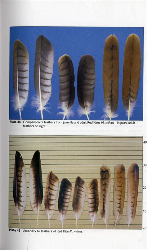 Feathers: Identification for Bird Conservation: Marian Cieslak ...