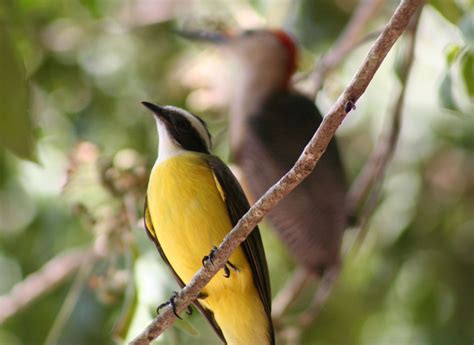 The amazing birds of Yucatán - Yucatán Magazine