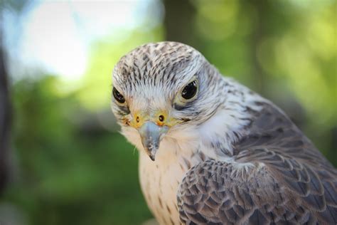 Selective Focus Photography Of Gray Short-Beaked Bird-12 Inch BY 18 Inch Laminated Poster With ...