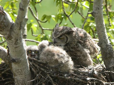 The Great Horned Owl Nest | BirdNote