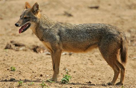 Golden jackal (Canis aureus)