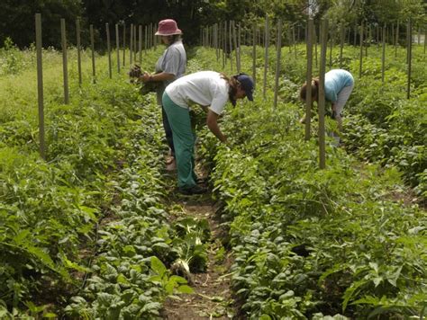 Market Gardening: A Start Up Guide – ATTRA – Sustainable Agriculture