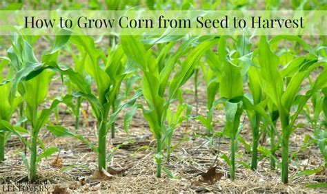 How to Grow Corn in Your Garden - From Seed to Harvest