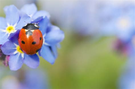 🔥 [80+] Ladybug Wallpapers Desktop | WallpaperSafari