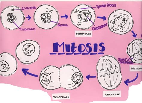 The Classy Teacher: The One With Mitosis