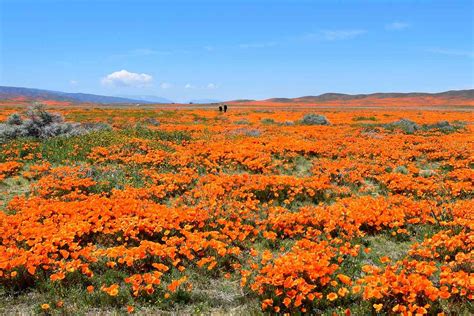 California’s Iconic Poppy Fields Are in Bloom — and You Can See Them Safely at Home | Travel ...