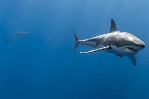 Best Shark Wallpaper - Turafebre