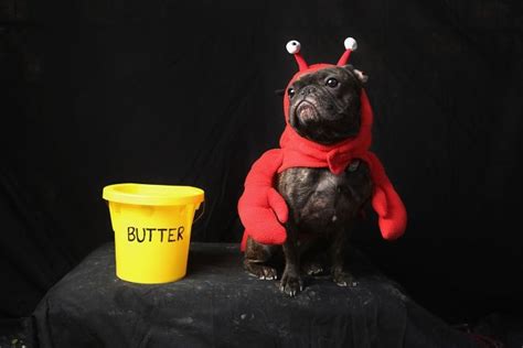 Butter Up | PHOTOS: Dogs in Halloween Costumes | TIME.com | Pet halloween costumes, Dog ...