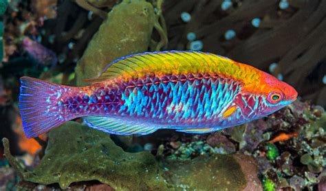 Is there a real rainbow fish? - Rankiing Wiki : Facts, Films, Séries ...