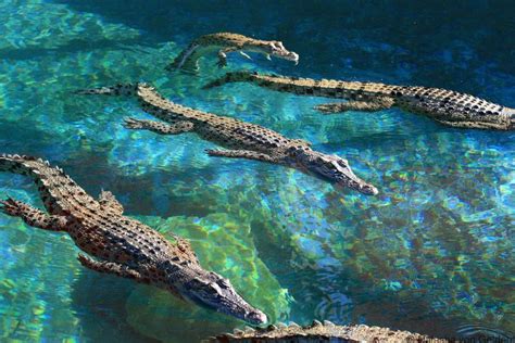 Diving with crocodiles on a visit to Crocosaurus Cove in Darwin Australia