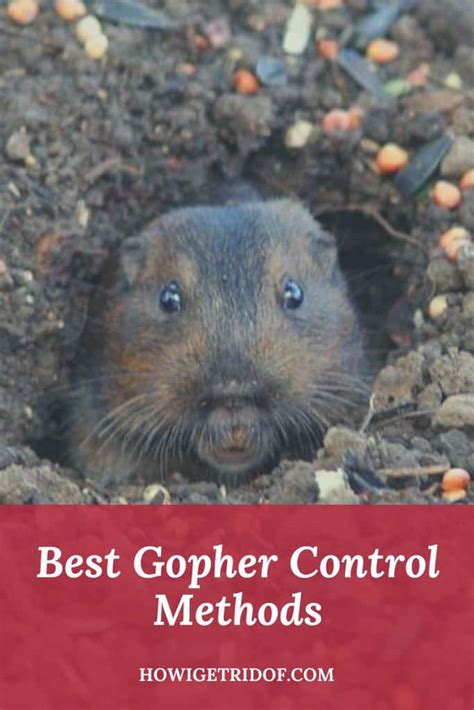 Best Gopher Control Method - How I Get Rid Of