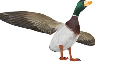 Duck - Buy Royalty Free 3D model by 3DRT.com [70f2879] - Sketchfab Store